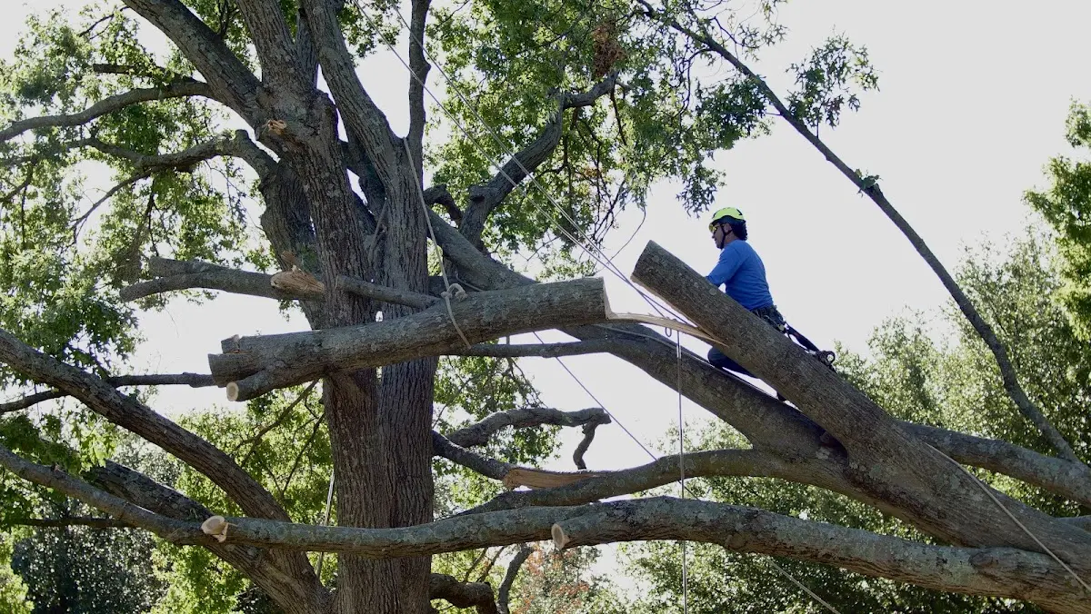 Professional Hazardous Tree Removal performed by certified arborists in Curtiss