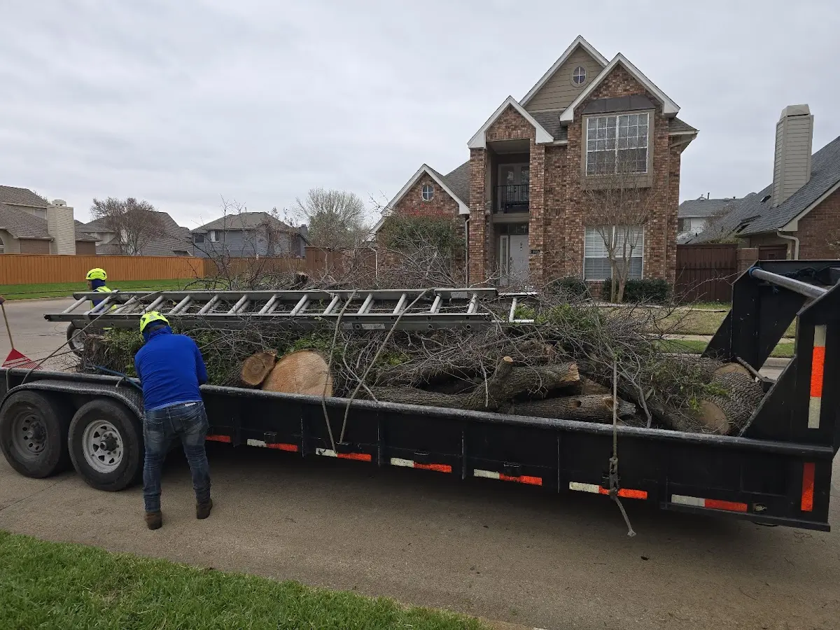 Expert Tree Pest Control with proper safety equipment in Curtiss